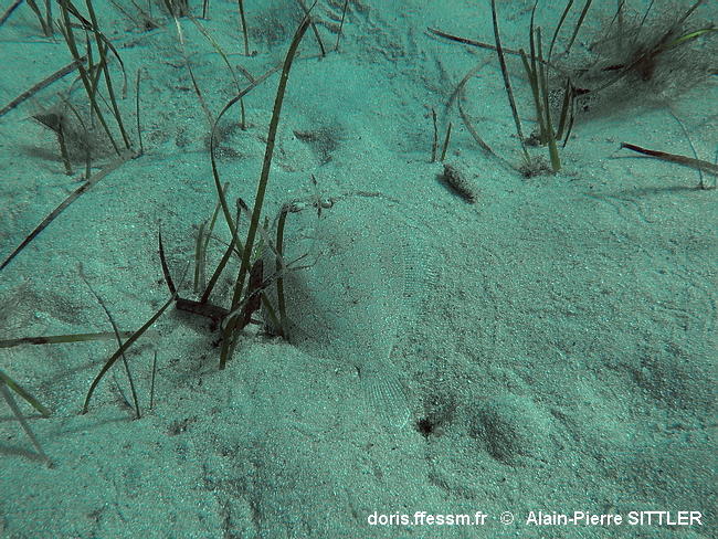 Habitats_Sables_vaseux_superficiels_de_mode_calme-apsi010