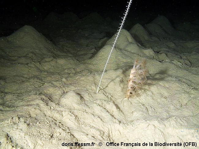 Habitats_Vases_bathyales_à remplacer dès que Italiens