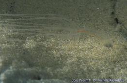 halcampoides_abyssorum-miba9