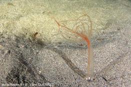 Halcampoides_abyssorum-yaquForum11222