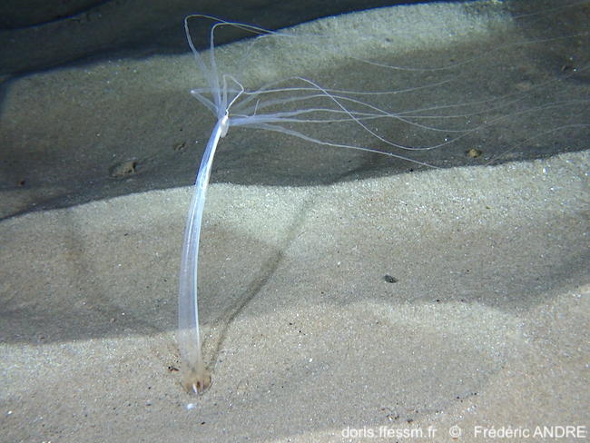 Halcampoides_mediterranea-fran67