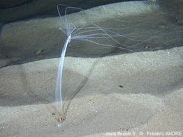 Halcampoides_mediterranea-fran67