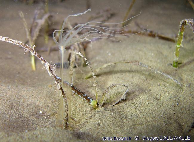 halcampoides_mediterranea-grda1