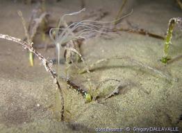 halcampoides_mediterranea-grda1