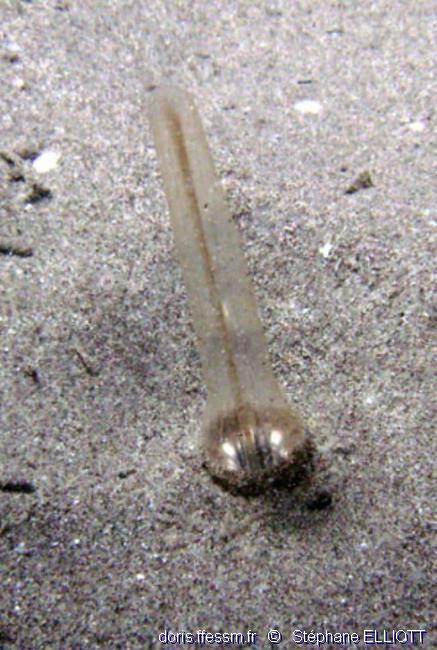 halcampoides_mediterranea-stel8