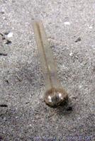 halcampoides_mediterranea-stel8