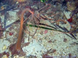 halcampoides_mediterranea-stja1