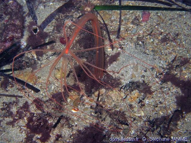 halcampoides_mediterranea-stja2