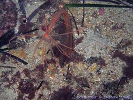 halcampoides_mediterranea-stja2