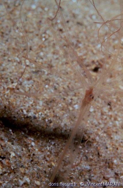 halcampoides_mediterranea-vima12