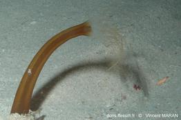 Halcampoididae-vima11