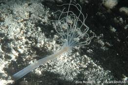 Halcampoididae_sp-vima10