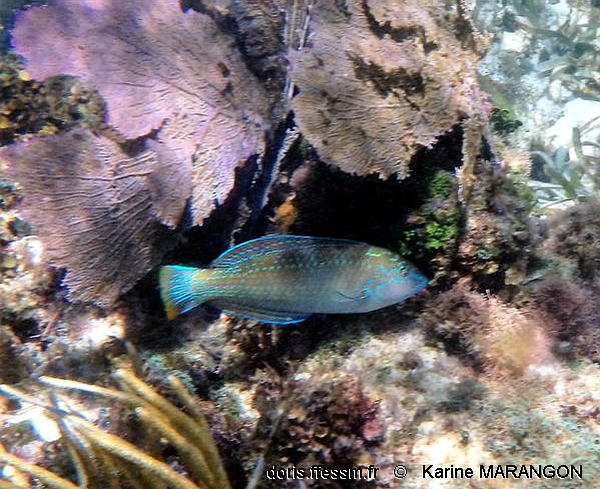 Halichoeres-radiatus-kama002