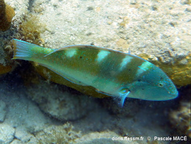 Halichoeres-radiatus-pama003