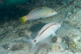 halichoeres_hortulanus-vl2
