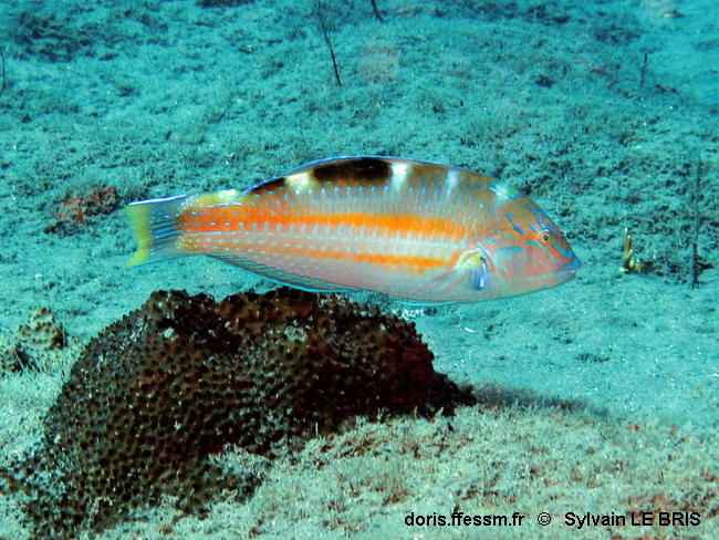 Halichoeres_radiatus-slb001