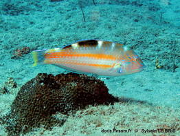 Halichoeres_radiatus-slb001