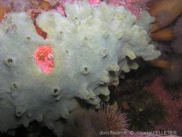 halichondria_panicea-chpe-img_01