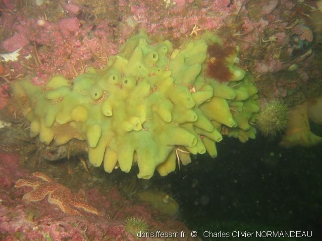 halichondria_panicea-cono-img_01