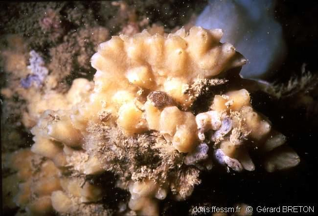 halichondria_panicea-gebr-304