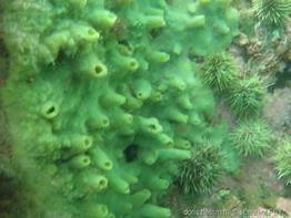halichondria_panicea-lafe-img_01