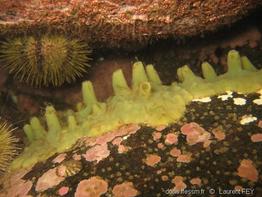 halichondria_panicea-lafe-img_03