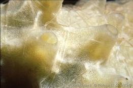 halichondria_panicea-plg-1550