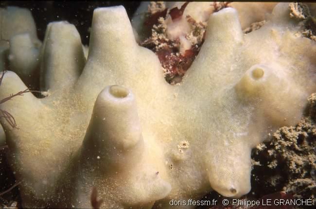 halichondria_panicea-plg-2056