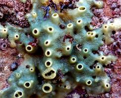 halichondria_panicea-plg-PH02