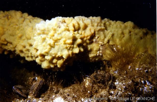 halichondria_panicea-plg-PH03
