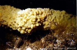 halichondria_panicea-plg-PH03