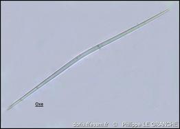 halichondria_panicea_oxe-plg-img_2412