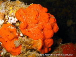 haliclona_fulva-doho-img_03