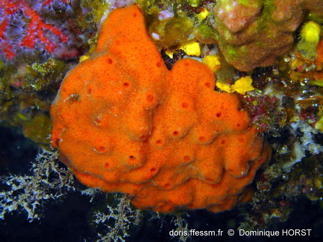 haliclona_fulva-doho-img_06