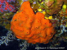 haliclona_fulva-doho-img_06
