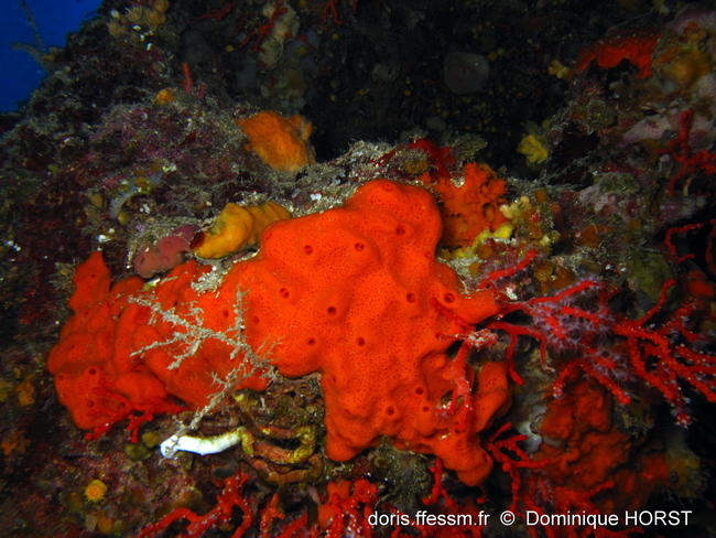 haliclona_fulva-doho-img_09
