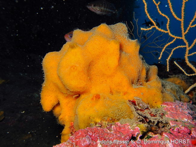 haliclona_fulva-doho-img_11