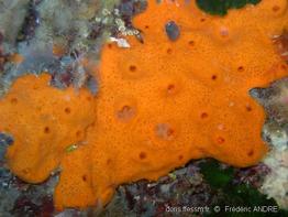 haliclona_fulva-fran-img_01