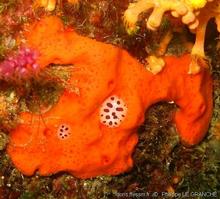 haliclona_fulva-plg-img_274