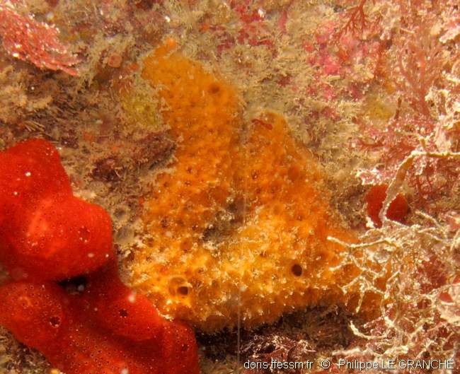 Eponge hirsute orange