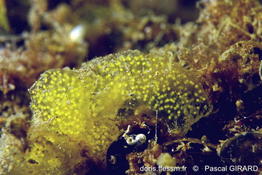 Haloa japonica_pg2