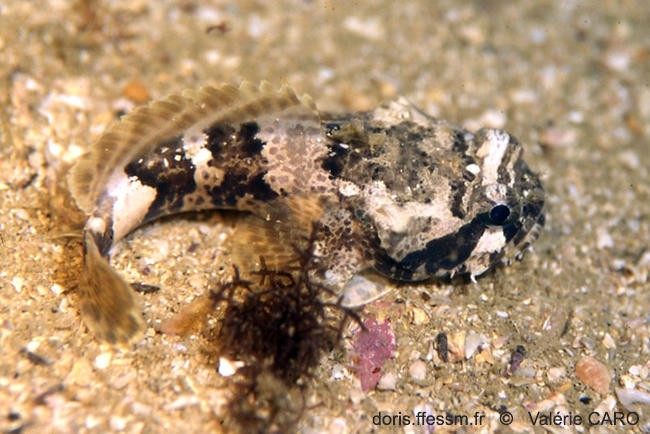 Halobatrachus_didactylus-vc1