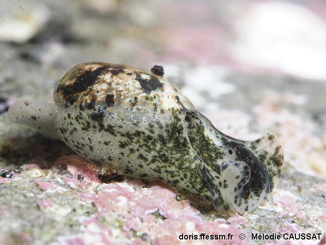 Haminoea_antillarum-meca01