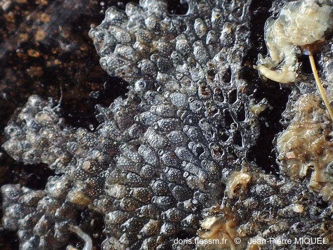 Haplopoma granuleux