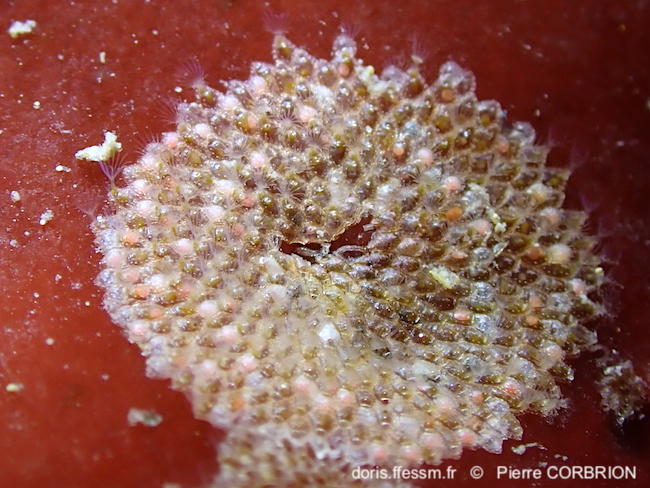 Haplopoma_impressum-pico50