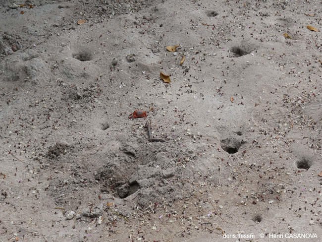 harntollius_lateralis-hc01