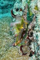 harpago_arthriticus-dead-img_9842