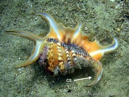 harpago_arthriticus-jms-img_03