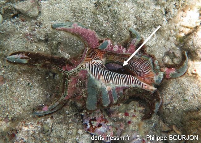 harpago_arthriticus-phbo-img_01