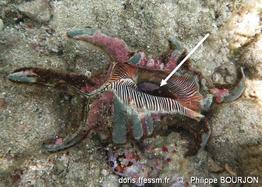 harpago_arthriticus-phbo-img_01